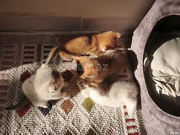 heyvan yeml: Şotland, Erkək, Dişi, Yaxşı əllərə, Ödənişli çatdırılma, Rayonlara çatdırılma, Ünvandan götürmə — 4