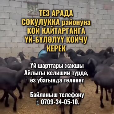 работа в англии на ферме 2022 для кыргызстанцев: Требуется Пастух, Оплата Сдельная, Обучение