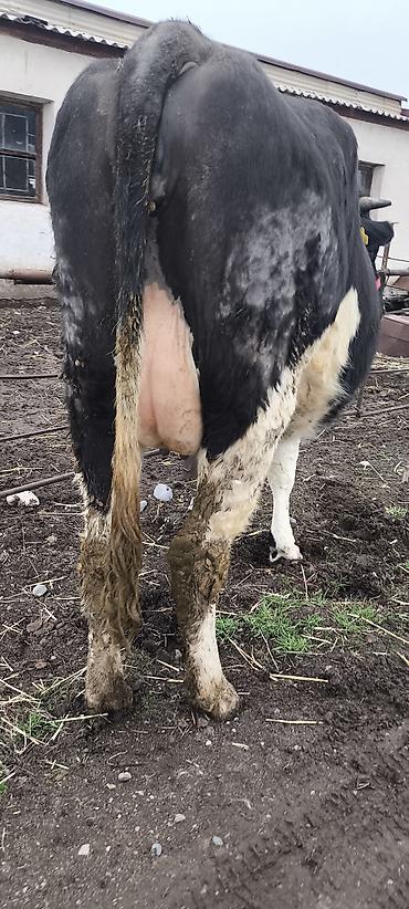 Коровы, быки: Продаю | Тёлка — 9