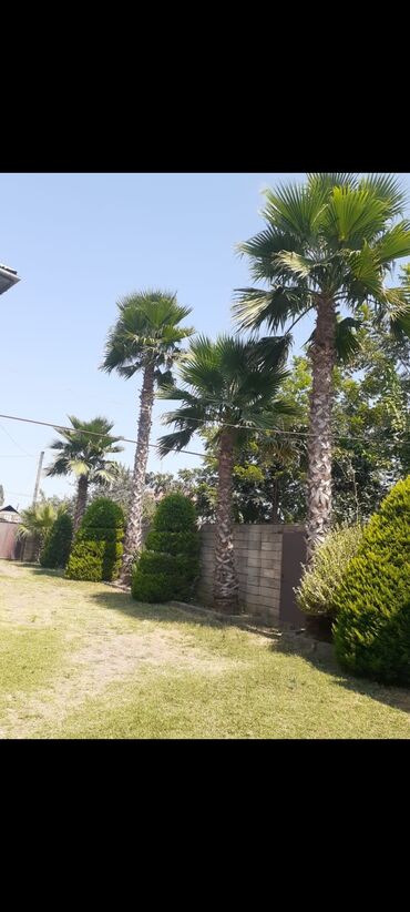 Ağaclar: Vaşinqton palma ağacları bütün ölçülər mövcuddur. 100 fayiz zemanet — 6