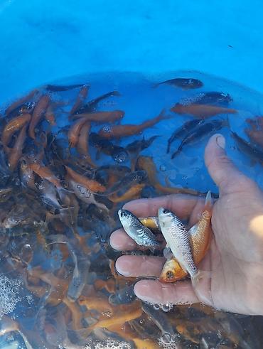 Рыбы: Коя, малёк карпа Кои — 4