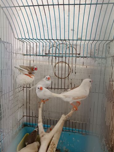 qaşqaldaq quşu: Salam. 2 aylıq amadin balaları satılır. 4 edəddi. hamisin götürən olsa
