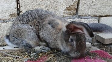 Dovşanlar: ALMAN PYOSTER və RİZEN CİNS DOVŞANLAR SATILIR. Pyoster-Xallı erkəy 6 — 16