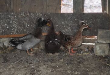 Ördəklər: Salam 1 yaşıl baş kəkilli, 1 sona kəkilli satilir cütü 40 azn 🤌🤌🤌🤌🤌 — 5