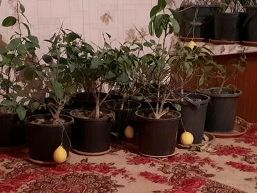 Лимоны: Ассаламу алайкум. продаём оптом и в розницу саженцы лимона с плодами