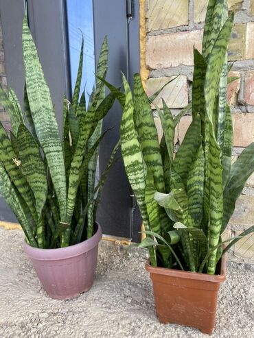 саженцы эжемалины: Сансевиерия (Sansevieria, «щучий хвост», «тещин язык») в горшках. -