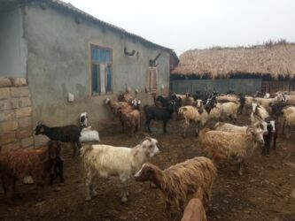 Keçi, çəpiş: Keçilər satilir — 8