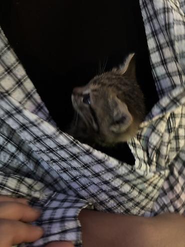 манчкин коты: Котёнок, полосатый табби - Маленький котёнок с короткой шерстью — 4