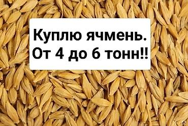 кой бишкек: Ячмень кормовой куплю от 4 х до 6 ти тонн. Звоните у кого есть — 1