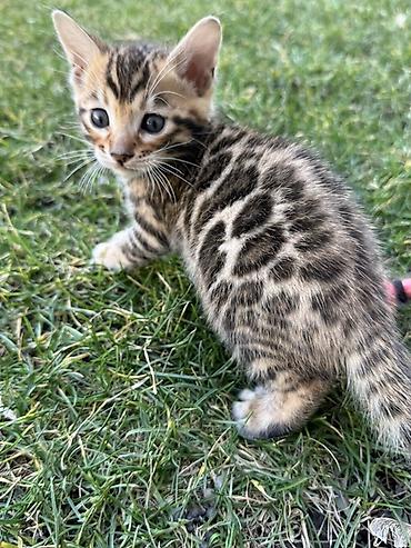 Продажа кошек: Бенгальская, 1 месяц, Мальчик at lalafo.kg — 7 Продажа кошек: Бенгальская, 1 месяц, Мальчик — 7