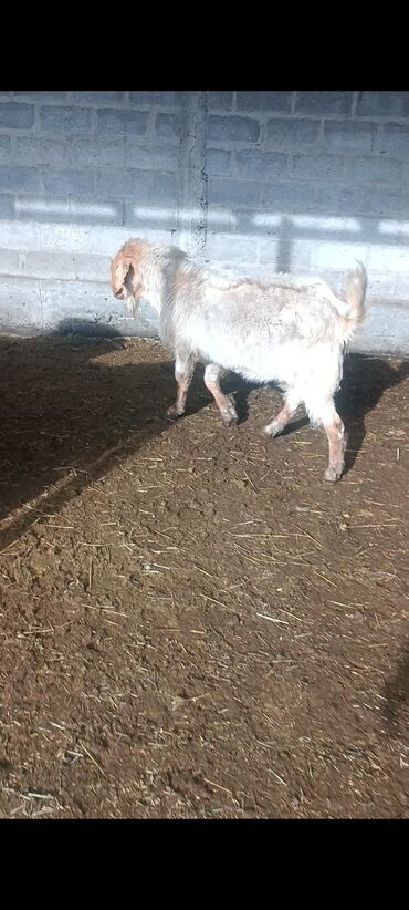 Козы, козлы: Продаю | Козёл (самец) | Битал | Осеменитель — 4