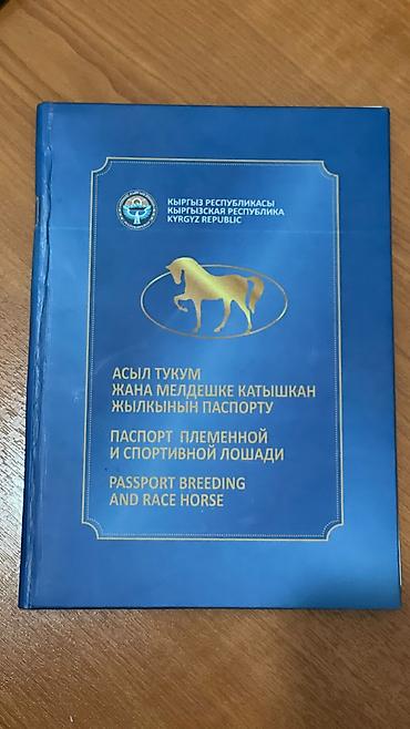 красный страитель: Продаю | Жеребец | Конный спорт — 7