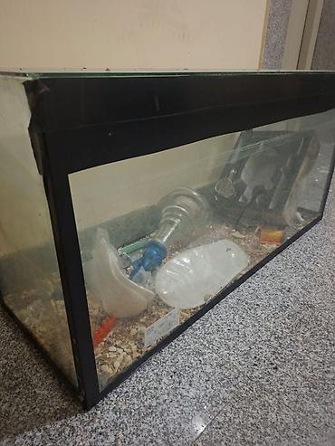 akvarum matoru: Akvarium şüşə tank satilir. Isteyen elaqe saxlasin. Unvan Baki — 1