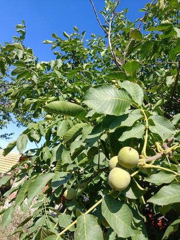 Продажа домов: Дом, 300 м², 4 комнаты, Собственник, Косметический ремонт at lalafo.kg — 24 Продажа домов: Дом, 300 м², 4 комнаты, Собственник, Косметический ремонт — 24