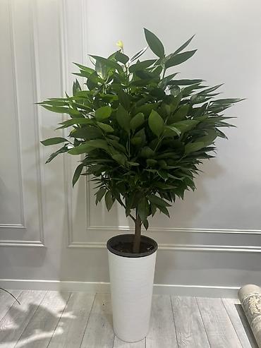 парус: Комнатные растения в декоративных кашпо - Кофейное дерево (Coffea — 2