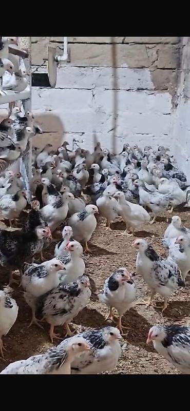 для охоты: Öz həyitim heyvanıdı — 2