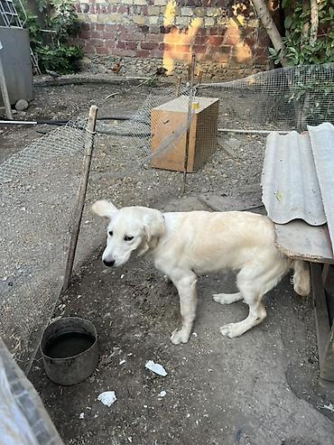 şirin it adları: Retriever, 6 ay, Dişi — 4