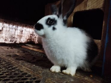 клетки для кроликов в бишкеке: Продаю | Крольчата | Новозеландская, НЗК | Для разведения