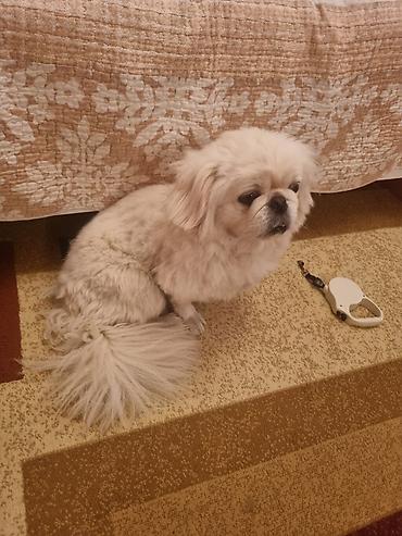 it səkli: Pekines, 2 il, Erkək, Peyvəndli, Ünvandan götürmə — 4