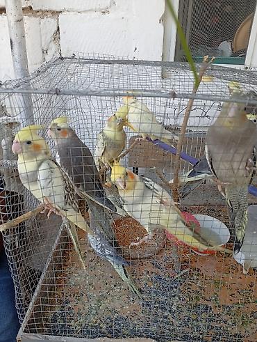 oranda balığı: Korella tutuquşu. 9 ədədir 3 ayliq quşlardi qoca deyil teze — 1
