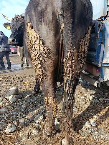 Коровы, быки: Продаю | Корова (самка) | Алатауская | Для молока | Стельные — 9