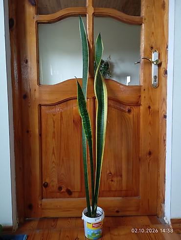 qül: Otaq bitkiləri – Sansevieria (Qayınana dili) və Hoya (mum çiçəyi) - — 2