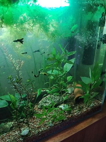 купить морской аквариум бу: Аквариумный комплект с живыми рыбками и растениями.Длина 65 смвысота — 8
