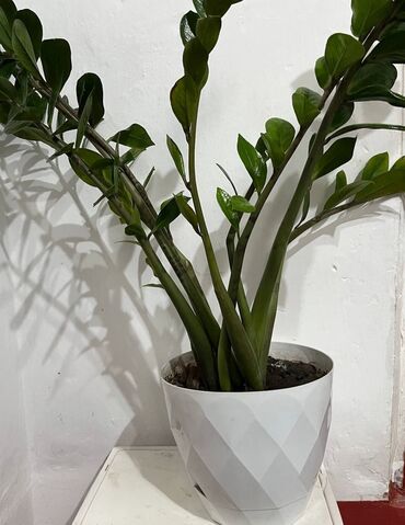 искуственые деревя: 🌿 Продаются красивые комнатные растения 🌿 1. Замиокулькас