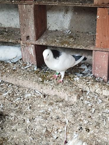 Göyərçinlər: Salam Aleykum çep maya tutulmadi dikelib oynuyan qusdu maya 25m — 5