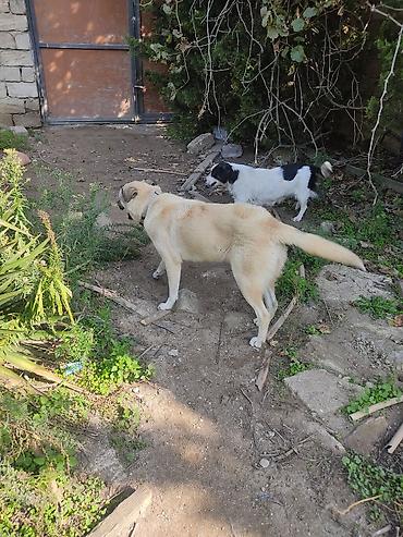 İtlər: Alabay, Dişi — 15