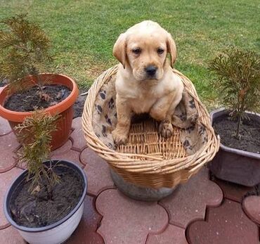Psi: Labrador štenci na prodaju u žutoj i crnoj boji, oba pola u ponudi na lalafo.rs — 7 Psi: Labrador štenci na prodaju u žutoj i crnoj boji, oba pola u ponudi — 7