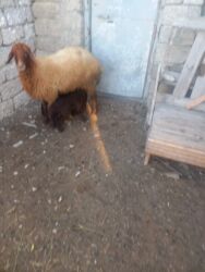 Digər kənd təsərrüfatı heyvanları: Balalı qala cinsi qoyunlar satılır. Super qoyunlardı.Cavandırlar.3 -da lalafo.az — 5 Digər kənd təsərrüfatı heyvanları: Balalı qala cinsi qoyunlar satılır. Super qoyunlardı.Cavandırlar.3 — 5