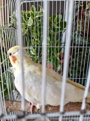 Gəmiricilər: Nimfa (cockatiel) papağanı – açıq krem/sarı rəngli, yanaqlarda narıncı