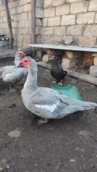 сколько стоит собака бу: Lavanda xoruzlar satılır biri 1ilikdi 50manat o biri 2 ilikdi 40