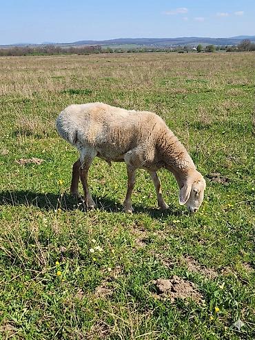 Баран, овца: Продаю | Баран (самец) | Арашан — 5