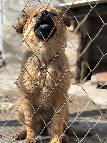 Продажа собак: Овчарка, 4 месяца, Самка — 5