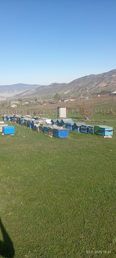 simmental ineklerin satisi: Arıçılıq təsərrüfatı – müxtəlif ölçülü və rəngli taxta arı yeşikləri at lalafo.az simmental ineklerin satisi: Arıçılıq təsərrüfatı – müxtəlif ölçülü və rəngli taxta arı yeşikləri