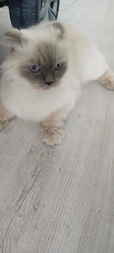 scottish fold satilir: Erkək, Ünvandan götürmə, Rayonlara çatdırılma — 2