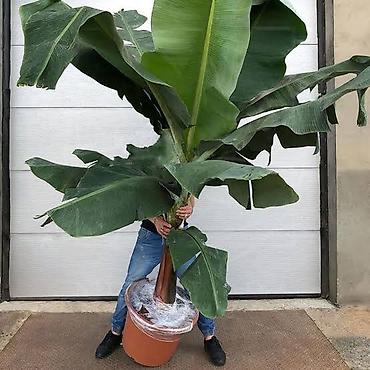 gül ağaçları: Banan bitkisi (ağacı) Ev şəraitində yetişdirilən banan bitkisi — 2