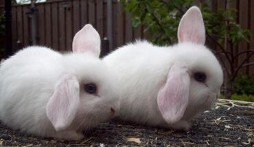 Кролики: Приму в дар кролика можно домашнего а можно уличного корм есть