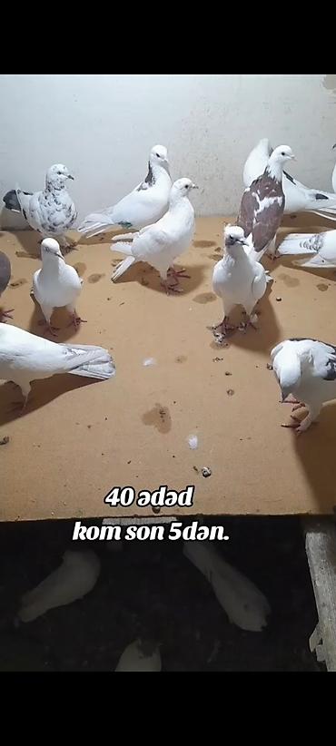 pisik yemi topdan: Kom 5 manatdan 40 ədəd quşdu bədrəng yoxdur hamsı ağ nişan quşlardı — 1