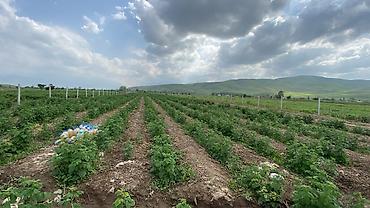 Малина: Малина — 2