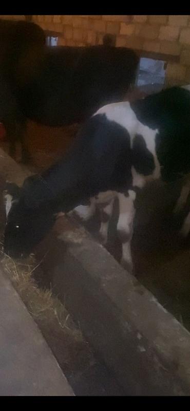 Inəklər, öküzlər: 10 aylıq suni mayalanma dişi dana damazlıq maldı anası 23 litr sud — 2
