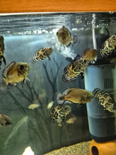 живые рыбы: Продаю астронотусов (Глазчатый астронотус (Astronotus ocellatus) -