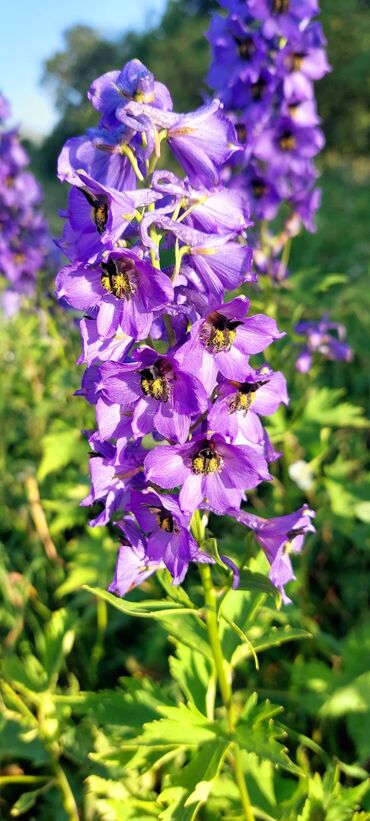 Bal: Müalicəvi Göyçay qaratikan balı 100% tam təbii baldır. Süzülmə bal — 29