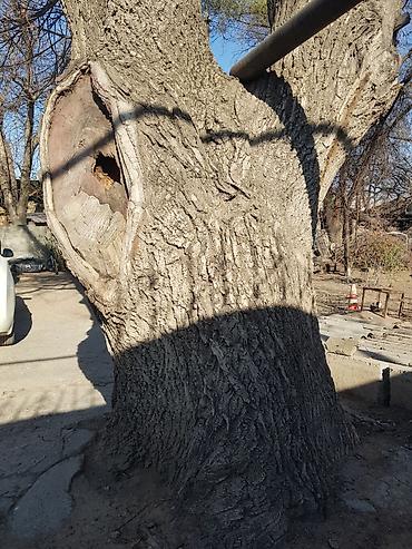 Продаю 2 дерева на дрова ! 1 орех 1 курагач . большие деревья на