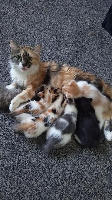 рыжая кошка: Котята от трёхцветной кошки - Порода: домашние короткошёрстные — 1
