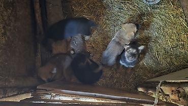 Бельгийская овчарка, 1 месяц, Самец, С прививкой at lalafo.kg Бельгийская овчарка, 1 месяц, Самец, С прививкой