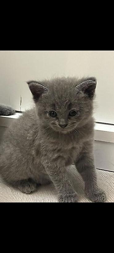 Кошки: Təcili! Britaniya (British Shorthair) Balaları Satılır ​İki ədəd — 2