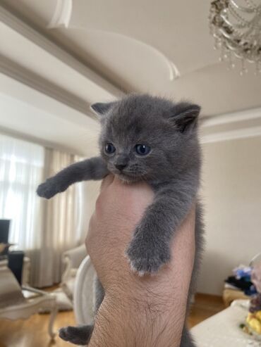 Pişiklər: Şotland, Ünvandan götürmə — 8